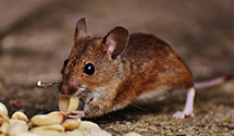 24 Hour & Emergency Exterminators in Country Club, MO